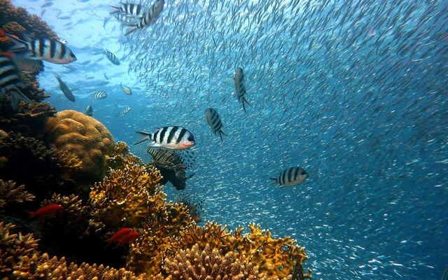 buceo en mallorca